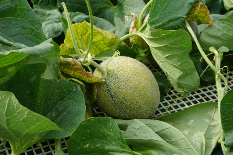 枯れ葉でも判断