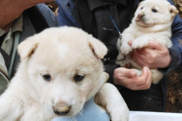 写真:野良犬の子を山で発見。今ではすっかり家族の一員になりました
