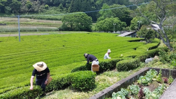 茶摘みの様子