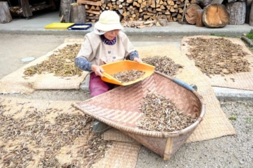 写真:キノコもみそも手づくり。安芸高田においしい実りの秋到来