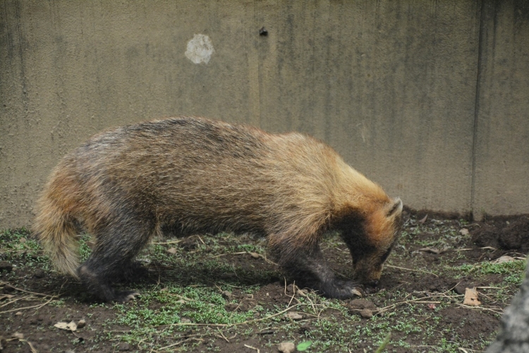ブドウを狙うイタチを襲う天井裏の天敵 山村移住は動物との共存が大変 カラふる 地方創生 多文化共生マガジン