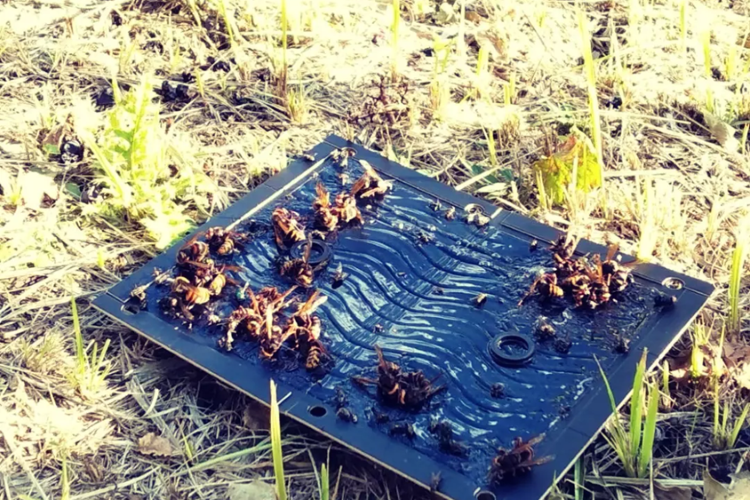畑の蜂