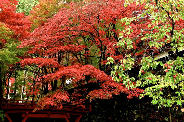 両界山横蔵寺の紅葉