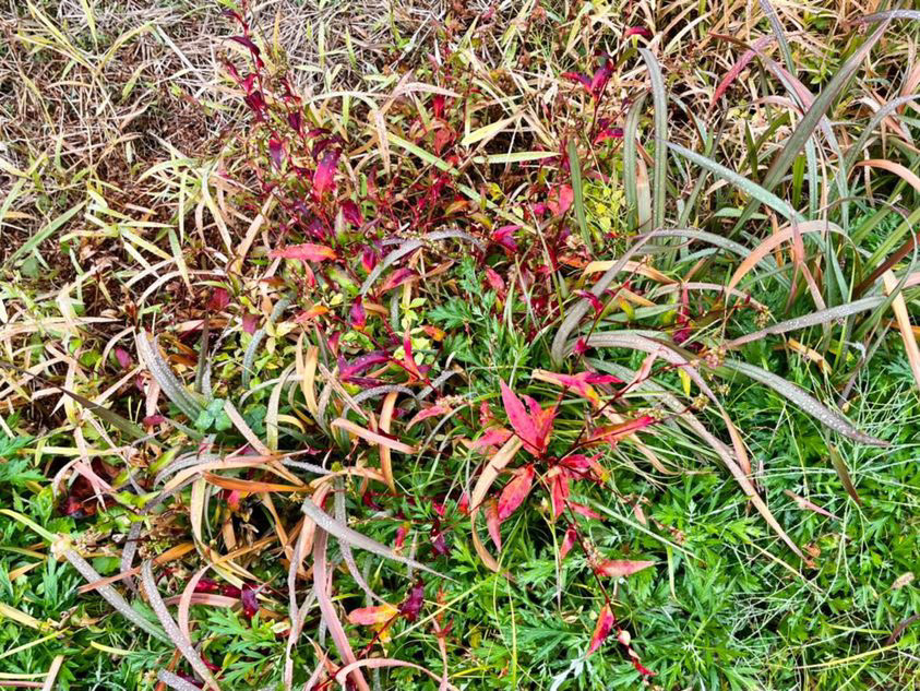 霜が降りはじめると、道端の草も色とりどりに