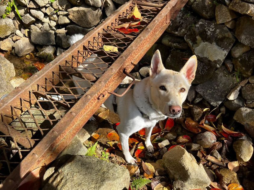 お散歩のたびに種をあちこちにくっ付けているてん