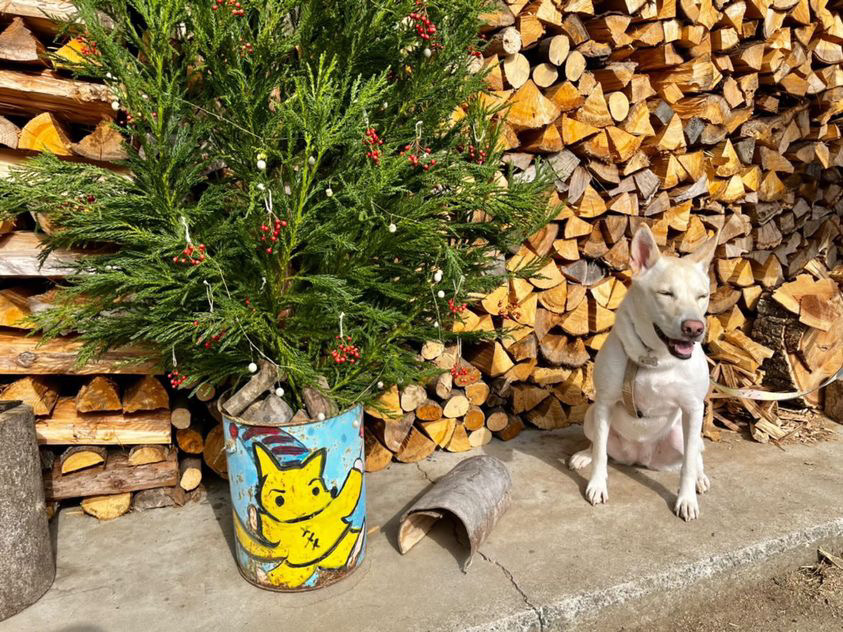 良い飾りが見つかりました。てんも嬉しそう