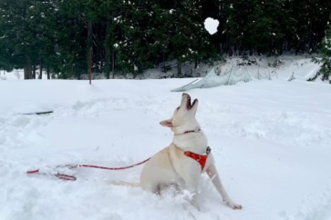 写真:安芸高田で愛犬と迎える雪のお正月。冬の暮らしを手づくりで楽しむ