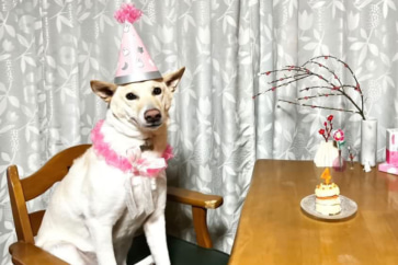 写真:山村の1月はおばあちゃん96歳、保護犬4歳のお祝いとみその寒仕込み