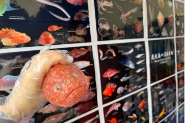 写真:のり弁や唐揚げも美味。鹿児島の深海魚をグルメに変える取り組み
