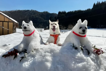 写真:愛犬は雪の犬にご満悦。豆もちづくりも忙しい、広島山村移住の毎日