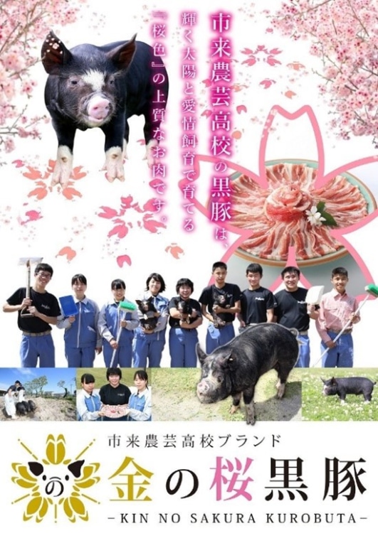 金の桜黒豚のポスター