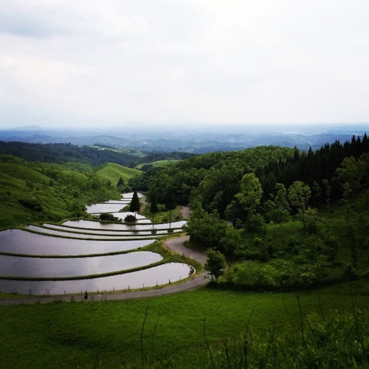 産山村の棚田