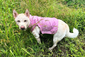 写真：ホタルが舞い、梅も豊作。豊かな自然を楽しむ、里山の夏の始まり