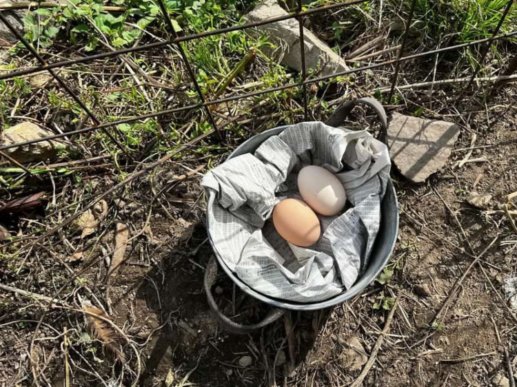 ニワトリの卵