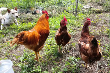 写真：ニワトリの声で4時に目覚める。夏野菜に囲まれた安芸高田の暮らし