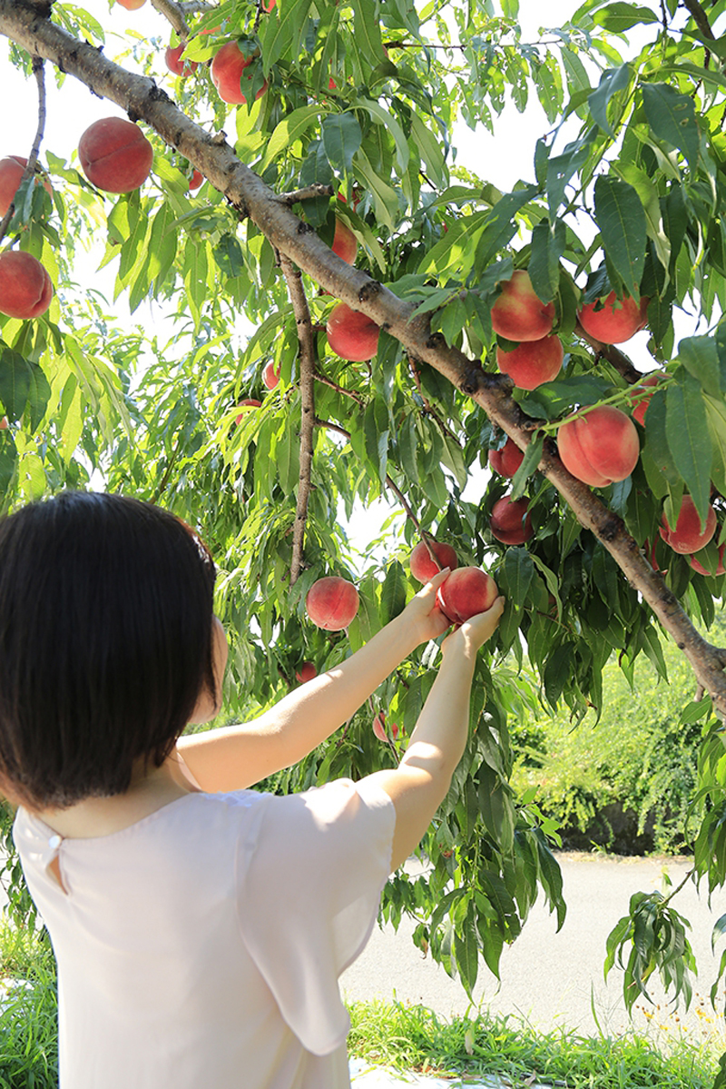 桃狩り