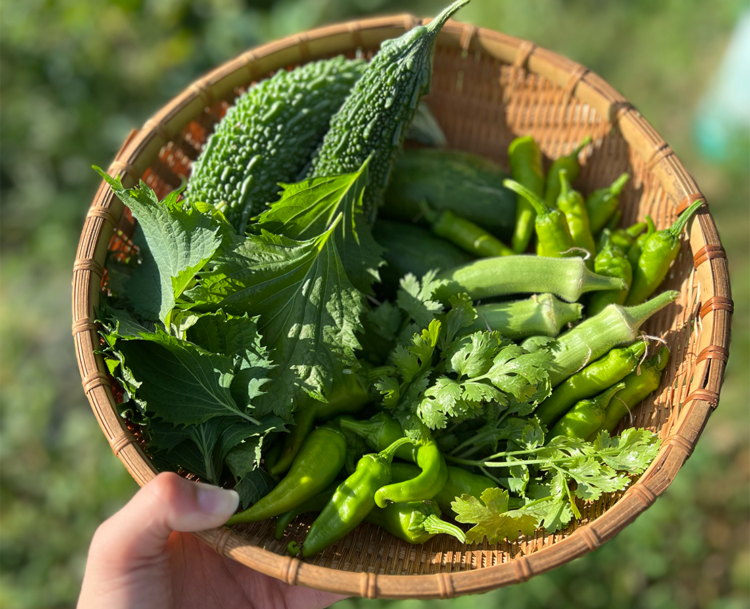 新鮮野菜