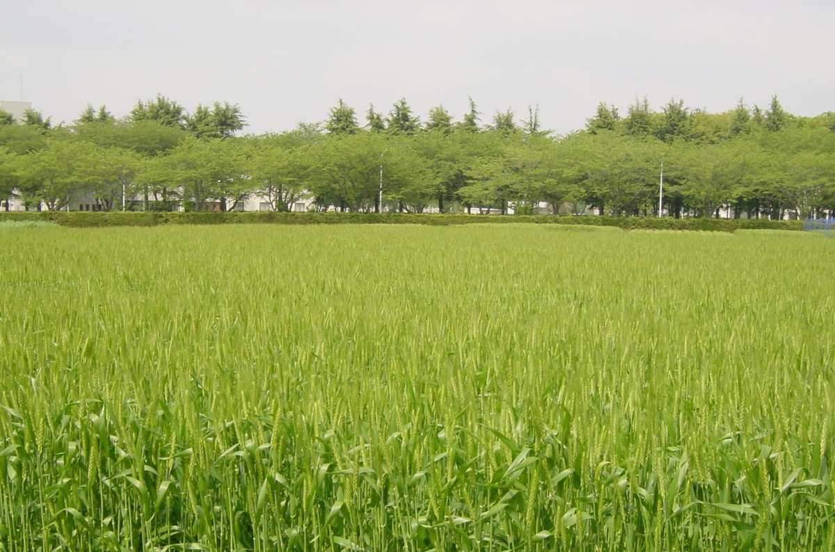 ユメシホウの畑