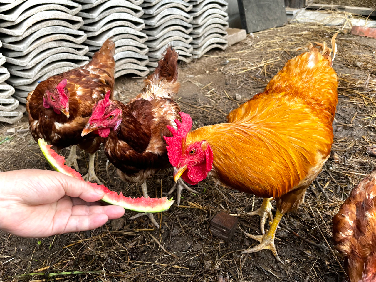 スイカを食べるニワトリ