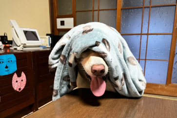 写真：梅を干して4年ぶりの夏祭りも終了。安芸高田の初秋の里山暮らし