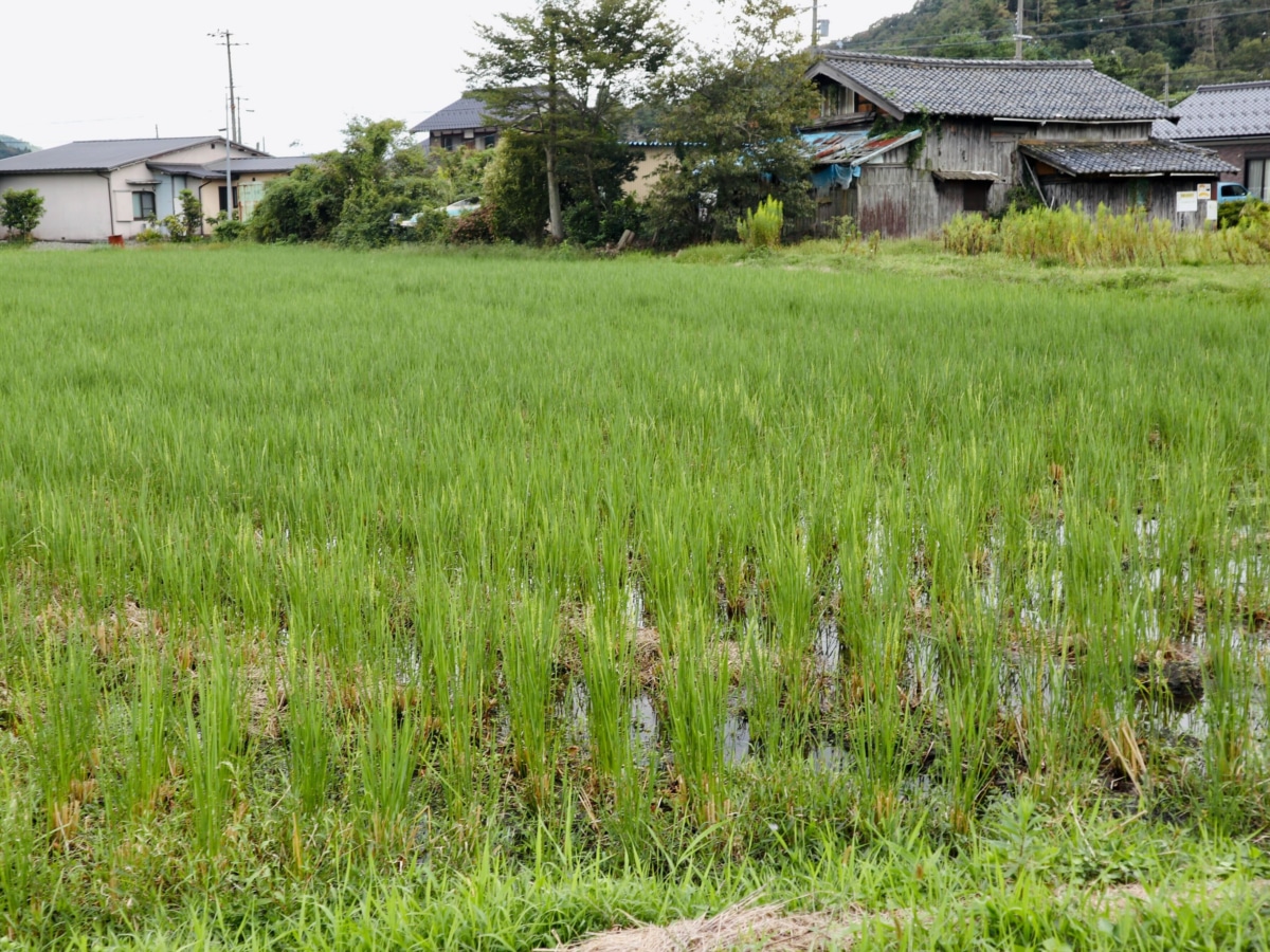 ライスレジン田んぼ