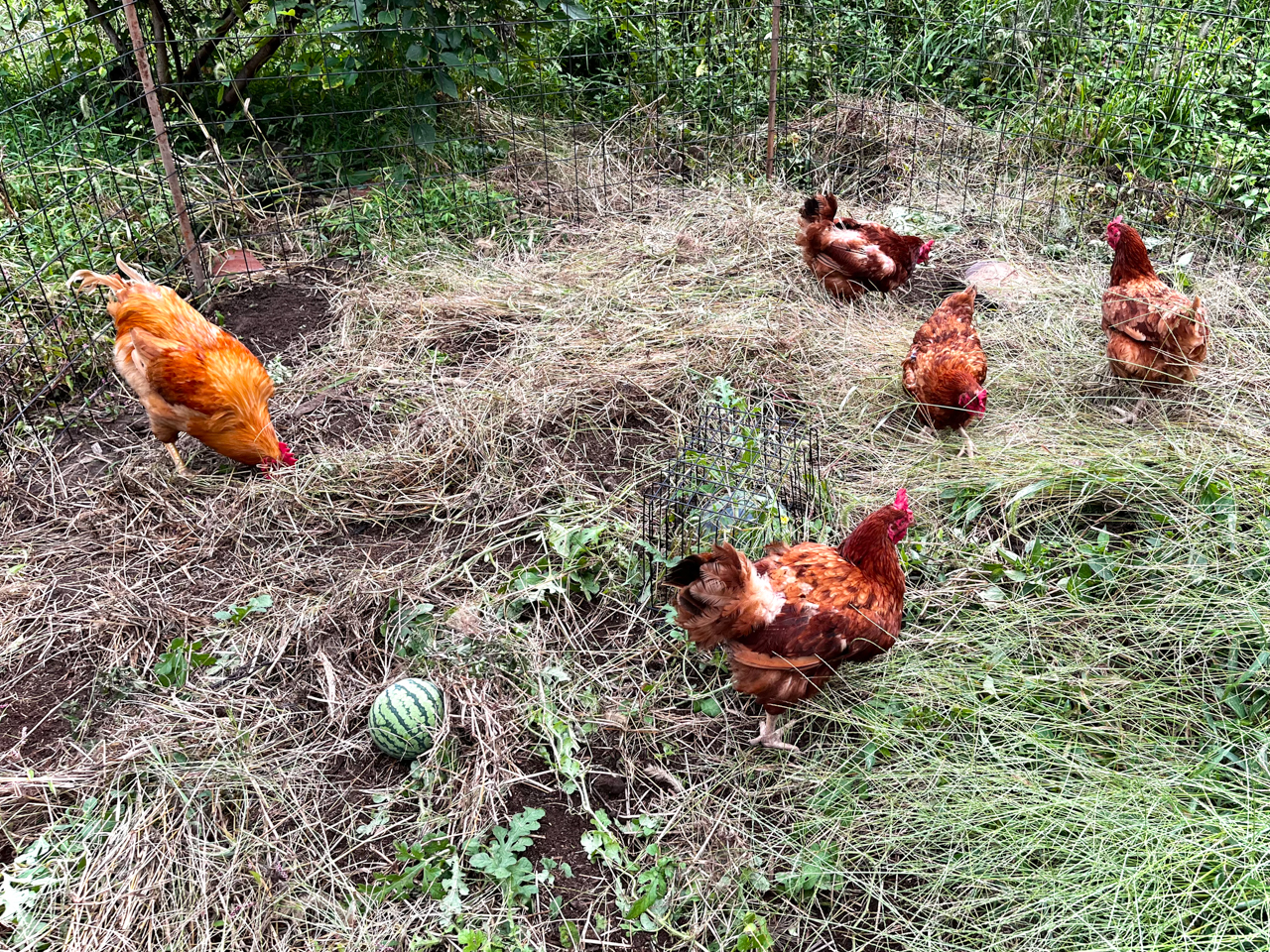 スイカ畑もニワトリたちの庭に