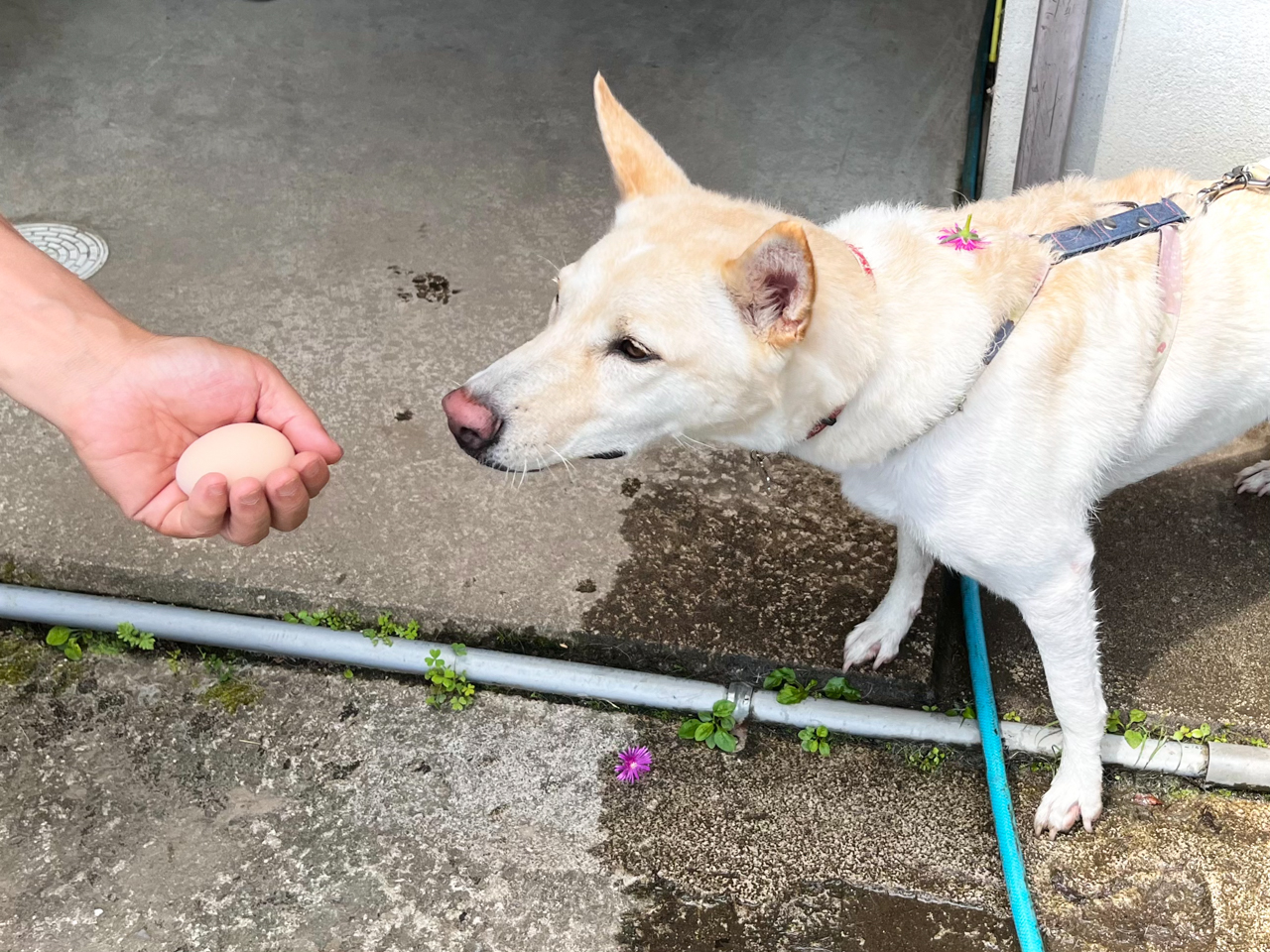 チェックするてん