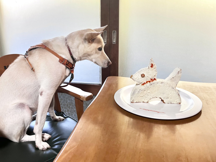 犬型ケーキ