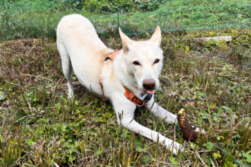 写真：里山の秋の豆仕事とジャムづくり。ニワトリは冬毛に
