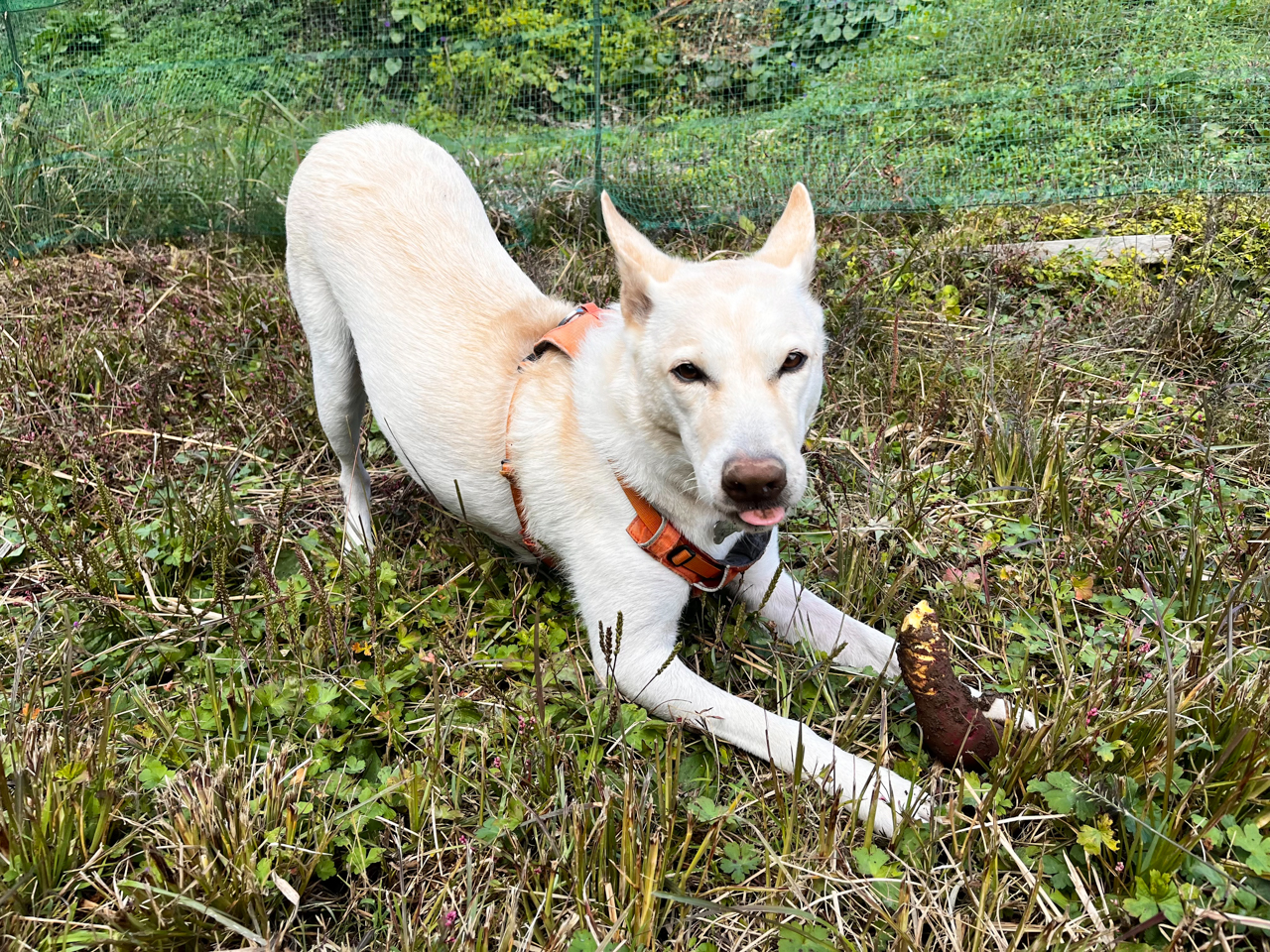 掘り残しのサツマイモを発見して、得意そうなてん