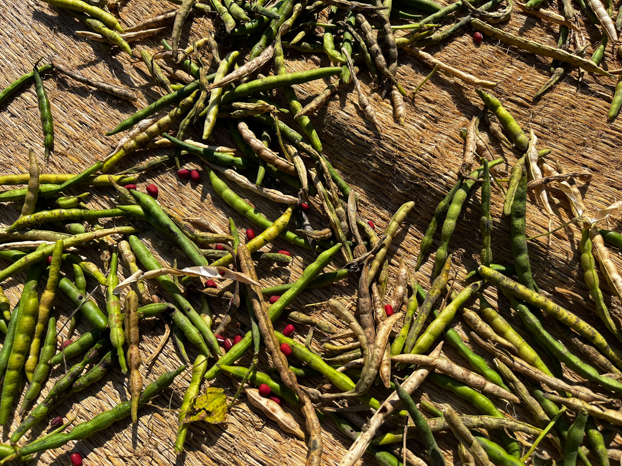 色の美しい小豆はあんこに、大豆は味噌に