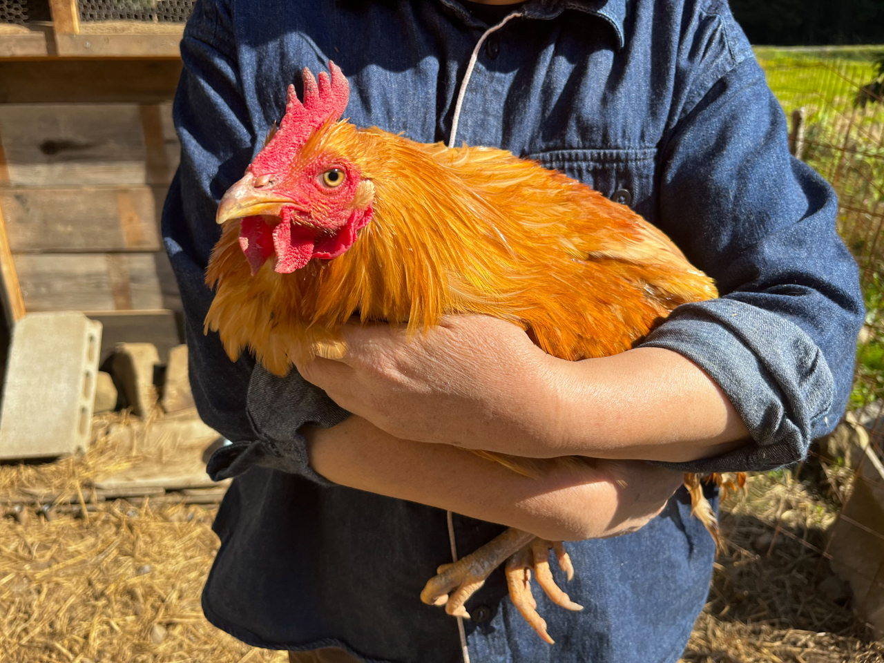 コッコさん用にと古米を頂いたり、近所の方が虫を持ってきてくださる事も