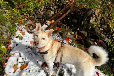 写真:保護犬と暮らす安芸高田の晩秋。ナメコを収穫、秋祭りで神楽を鑑賞