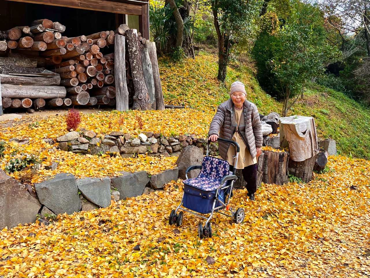 シンボルツリーのイチョウ