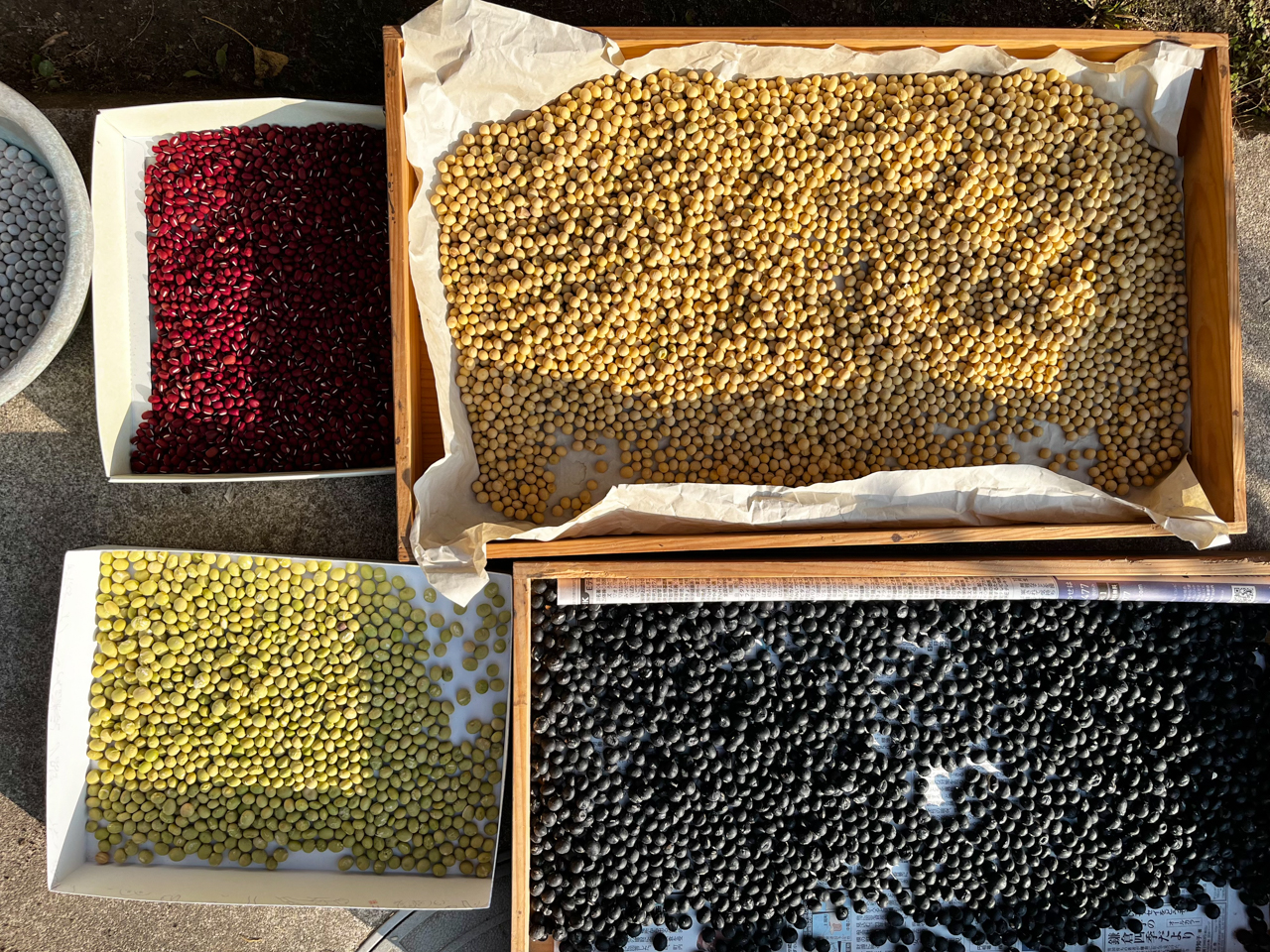 色とりどりの豆たち