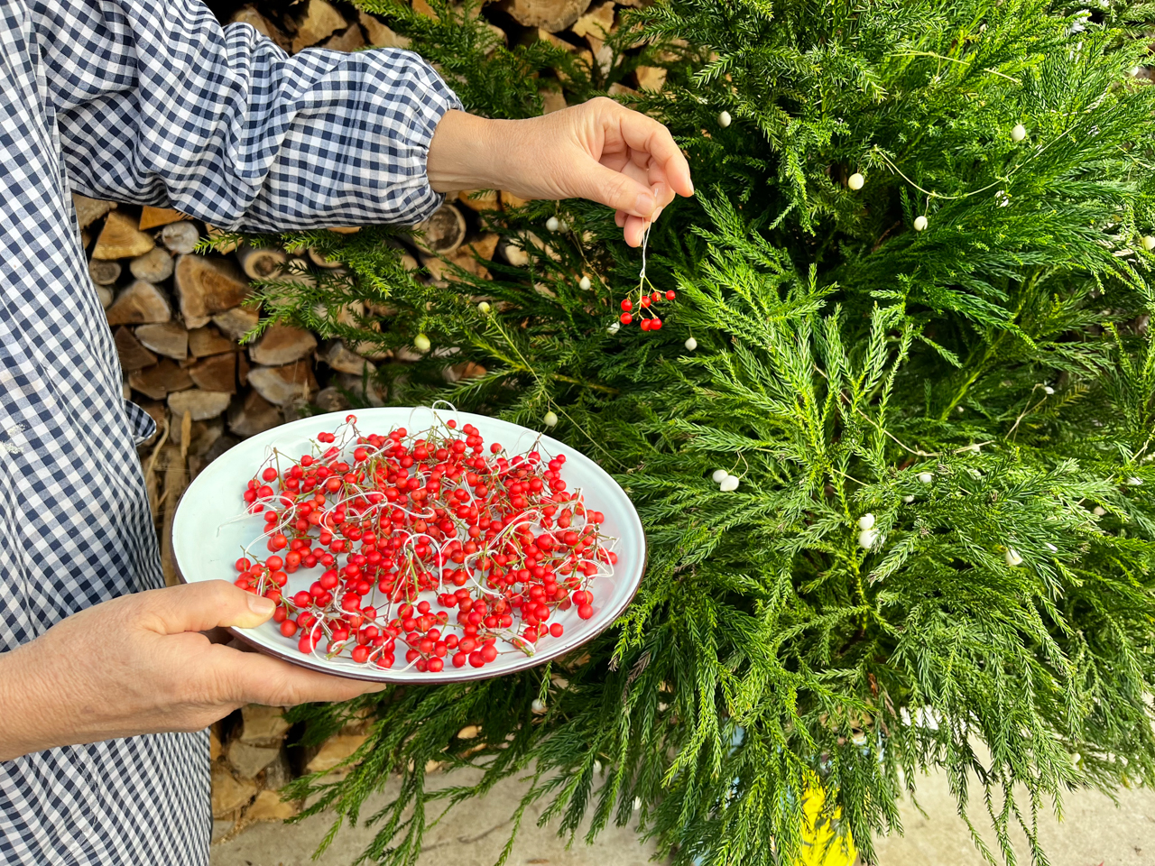 南天の実がかわいい