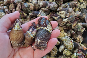 写真:フキ、ツワブキ、カメノテが旬。大分の離島、深島の春の恵みを味わう