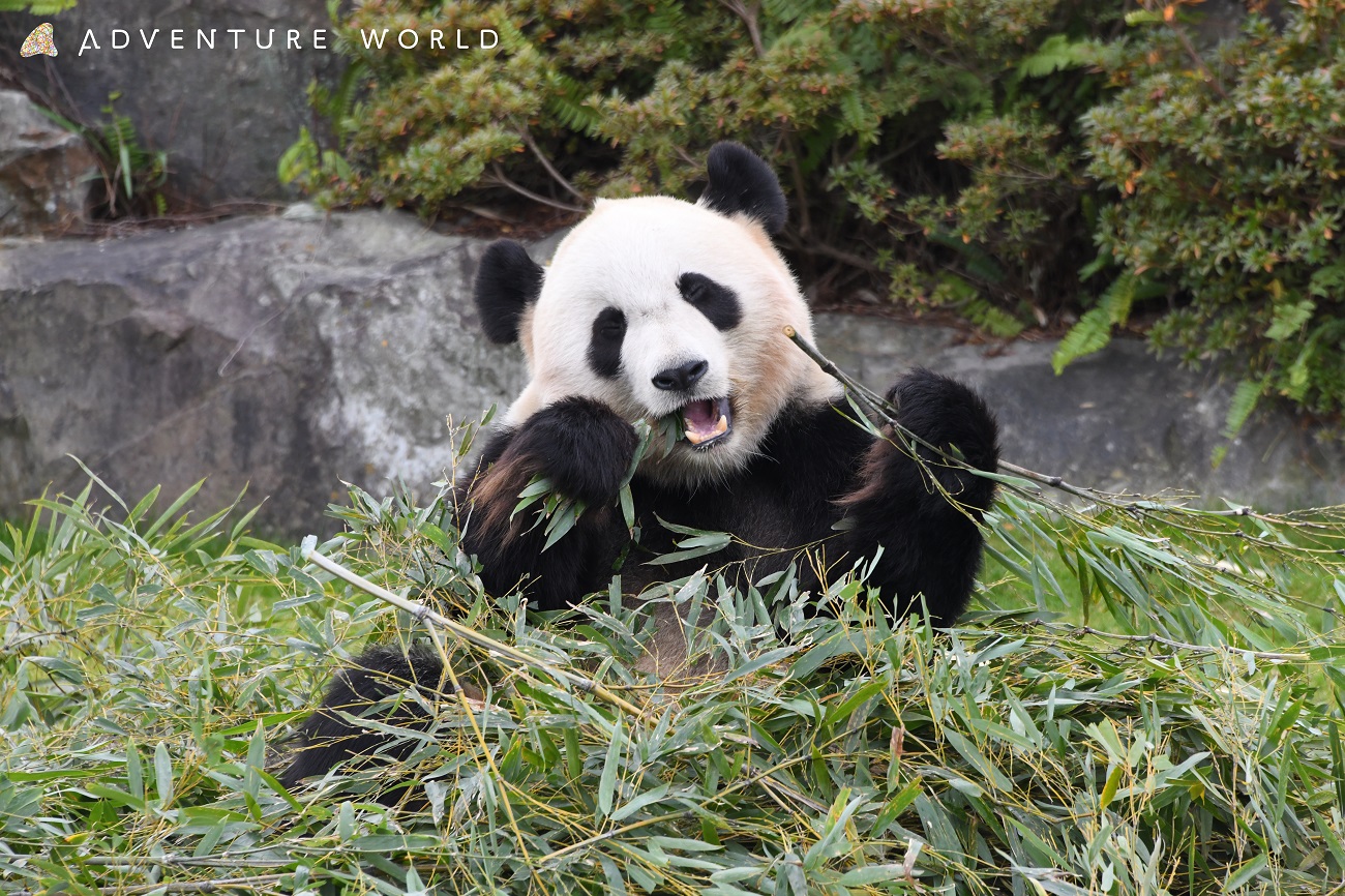 ジャイアントパンダ