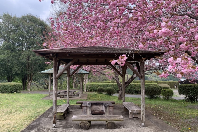 八重桜