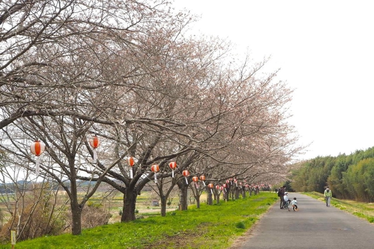 桜づつみ