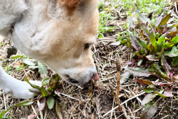 写真:安芸高田の春は一直線。愛犬はツクシをかじり、おばあちゃんは外でお茶