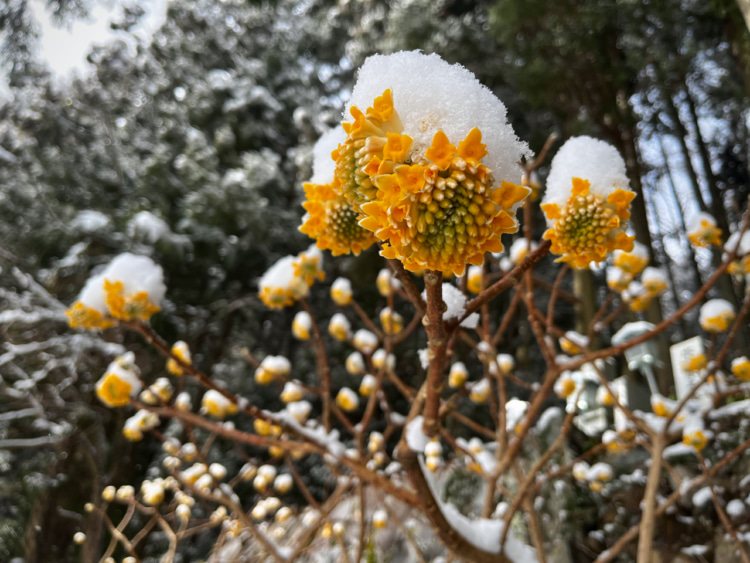 雪の帽子をかぶったミツマタの花