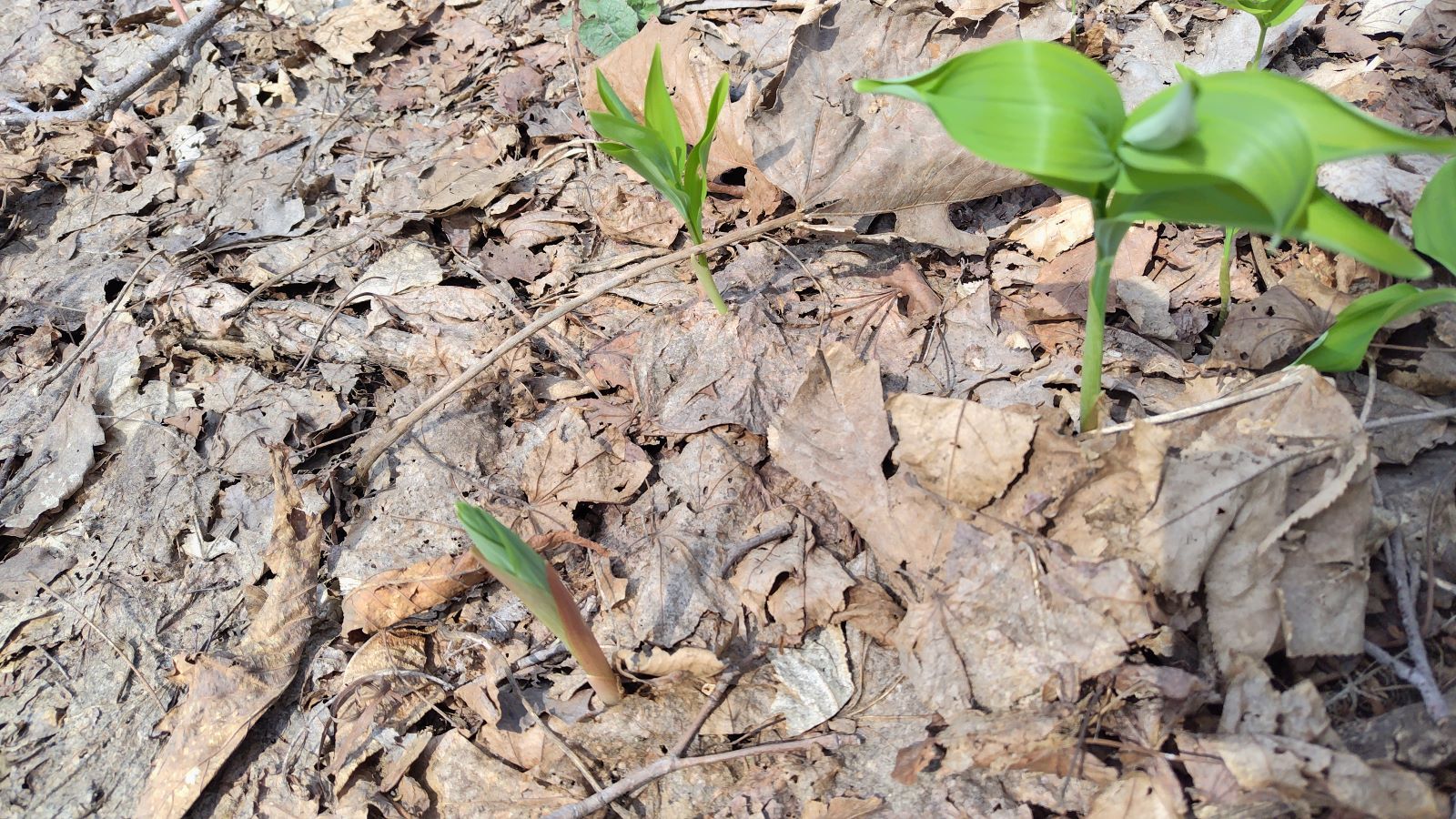 オオアマドコロの新芽