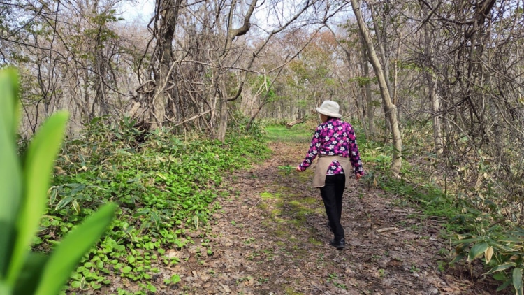 天塩町の山菜