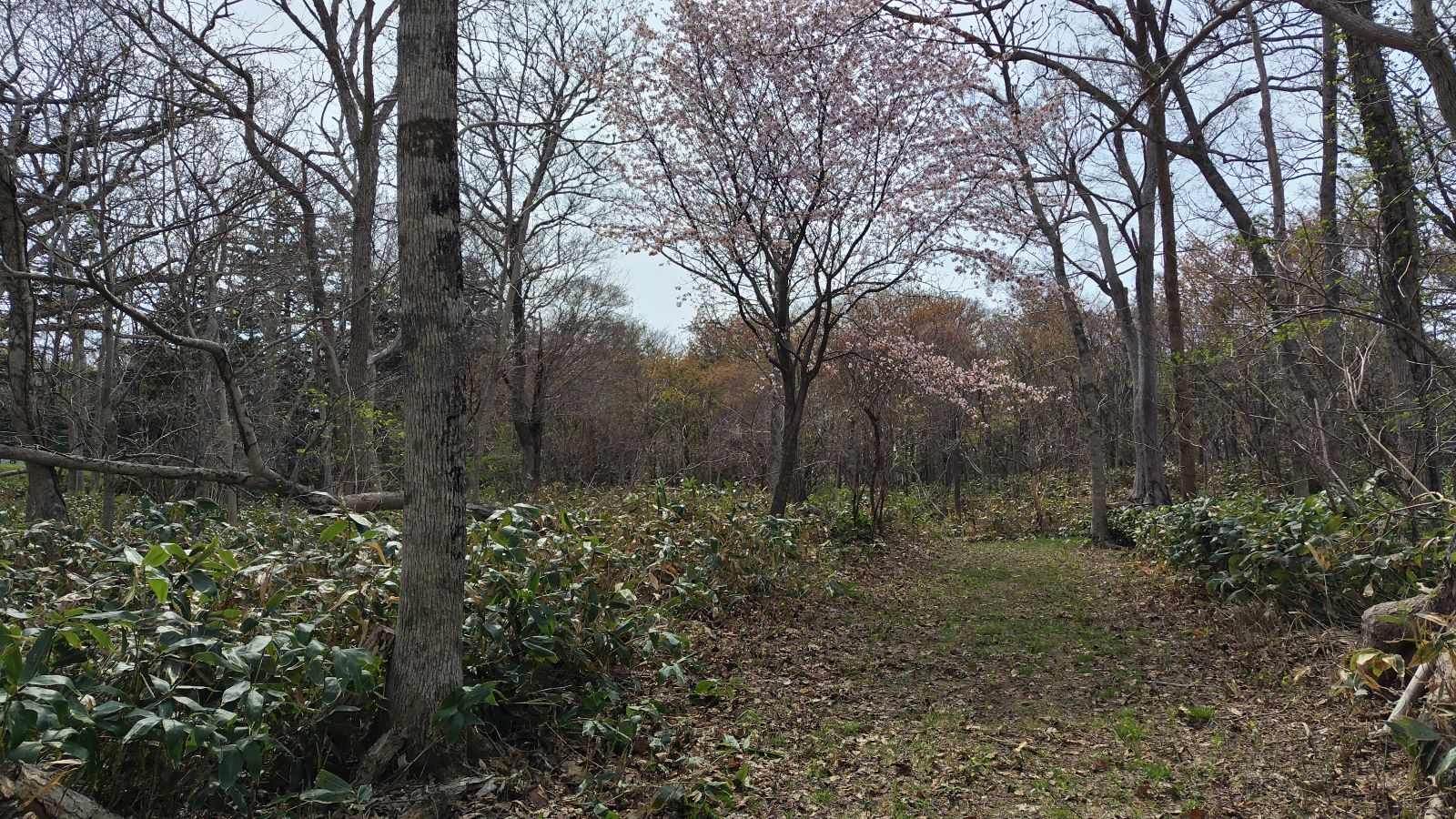 てしおこもれびの森