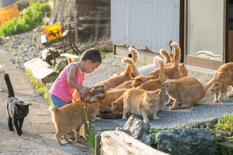 夏の時期の島ネコたち