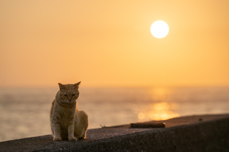 夏の時期の島ネコたち