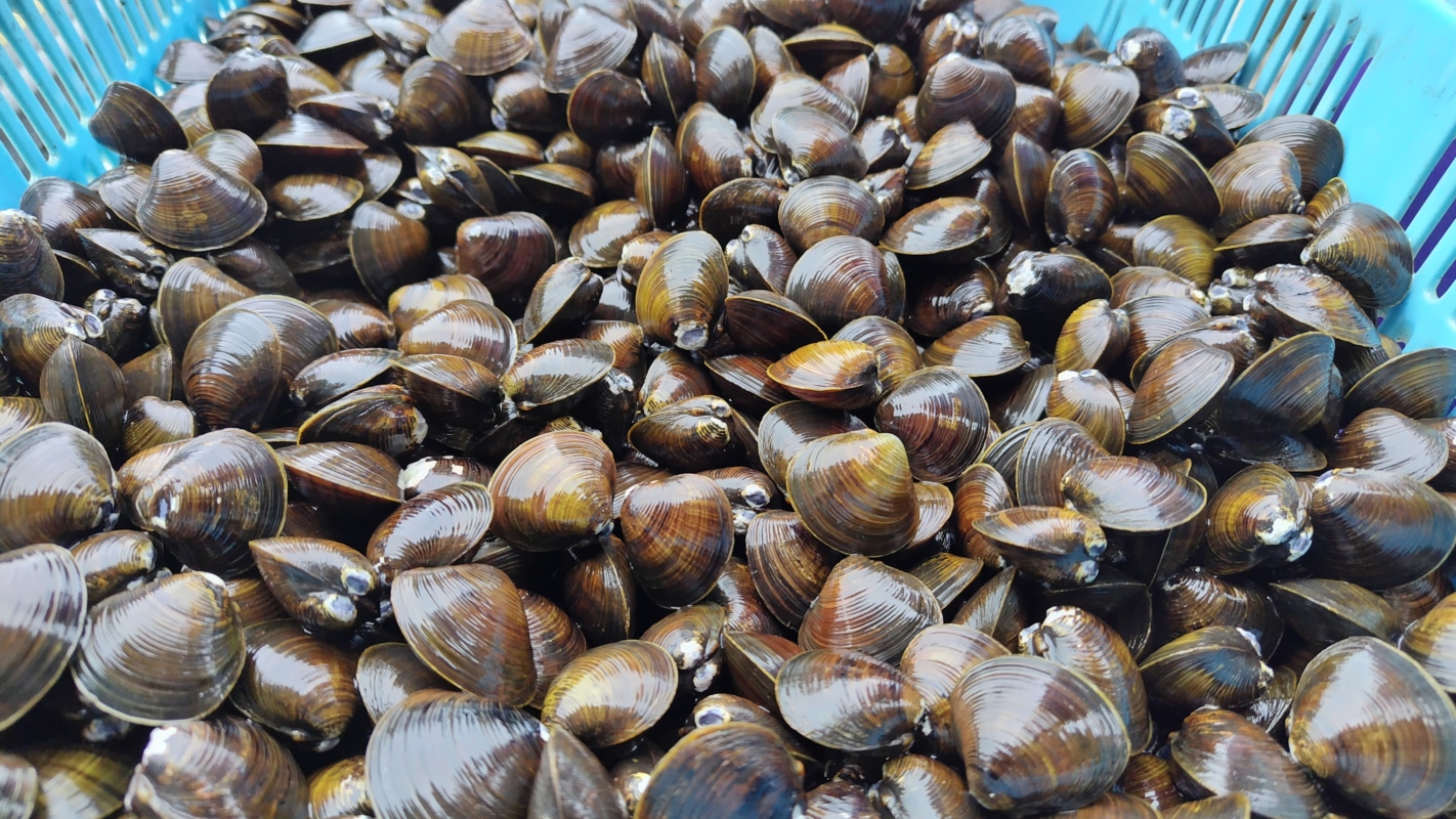 天塩川のしじみ