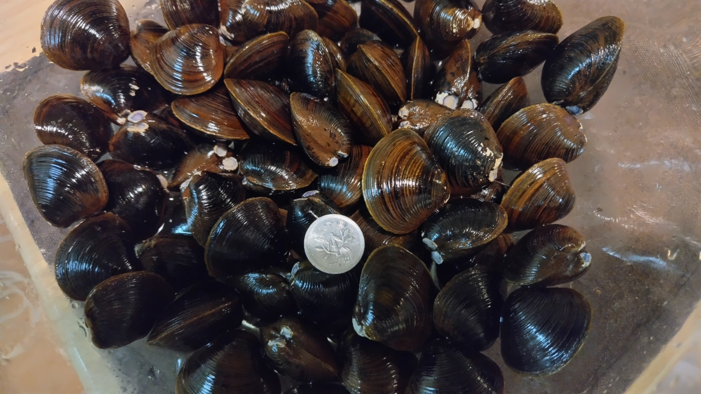 天塩町の特大シジミ