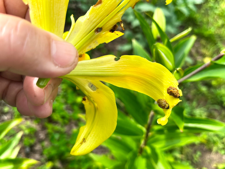 花も蕾も葉っぱも食べてしまうユリクビナガハムシ